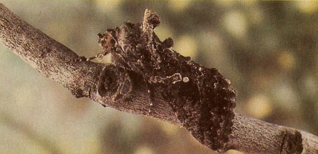 The adult form of Trichoplusia ni.